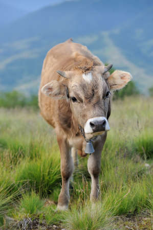 Cows on a summer meadow in mountainsの写真素材