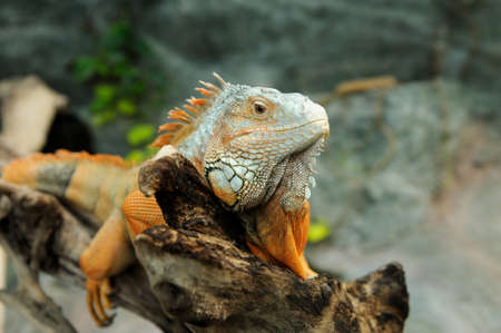 Portrait of macro shot on iguana headの写真素材