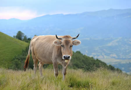 Cows on a summer meadow in mountainsの写真素材