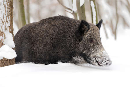 Wild boar in winter forestの写真素材