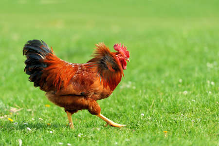 Beautiful Rooster in grass on a farmの写真素材
