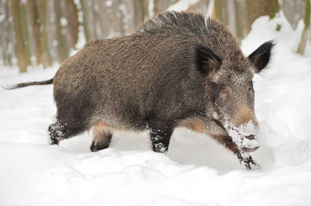 Wild boar in winter forestの写真素材