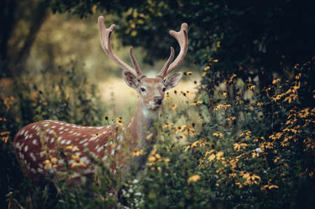 Whitetail Deer standing in autumn woodの写真素材