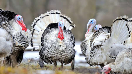 Turkey-cockの写真素材