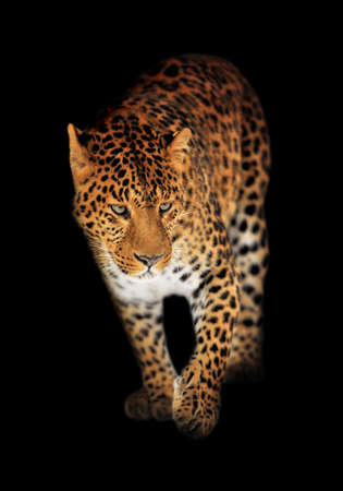 Leopard portrait on black backgroundの写真素材