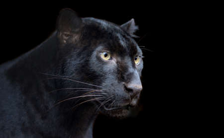 Beautiful black panther on dark bacgroundの写真素材