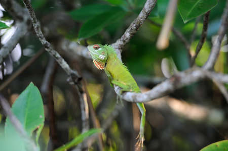 Chameleon is walking on a tree branchの写真素材