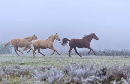 Horse runs gallop on the fieldの写真素材