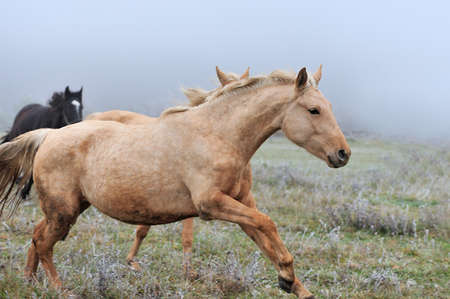 Horseの写真素材