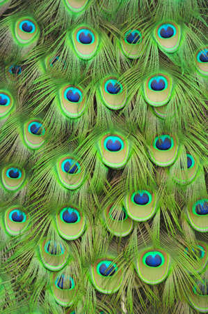 Peacock feathersの写真素材