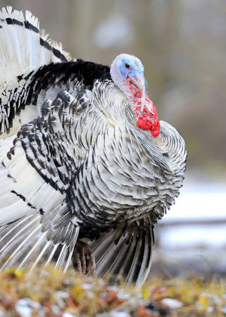 Turkey-cockの写真素材