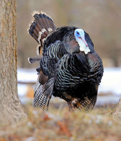 Turkey-cockの写真素材