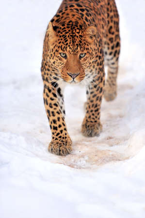 Beautiful leopard on snowの写真素材