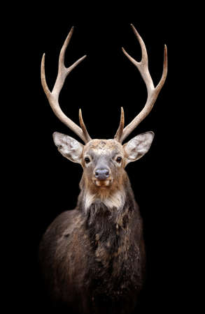 Portrait red deer on dark backgroundの写真素材
