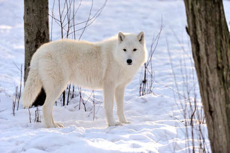 Beautiful wild white wolf in winter