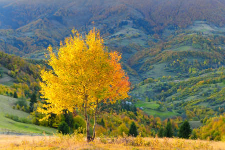 Mountain autumn landscape with colorful forestの写真素材