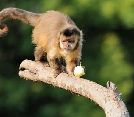 Capuchin monkeyの写真素材