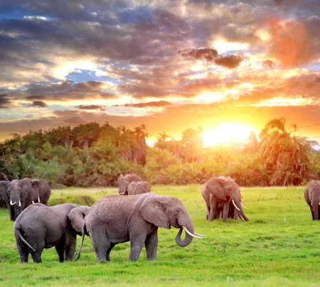 Elephant in the wild - national park Kenyaの写真素材