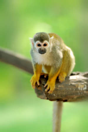 Close-up of a Common Squirrel Monkeyの写真素材