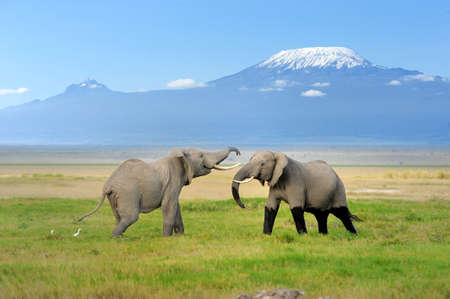 Elephant with Mount Kilimanjaro in the backgroundの写真素材