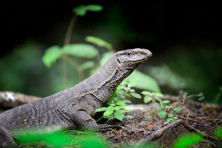 Large monitor lizard in Sri Lankaの写真素材