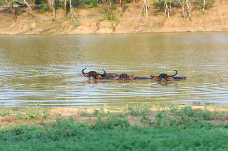Water buffalo are bathing in a lake in Sri Lankaの写真素材