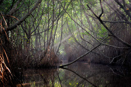 Thickets of mangrove trees in the tidal zone. Sri Lankaの写真素材