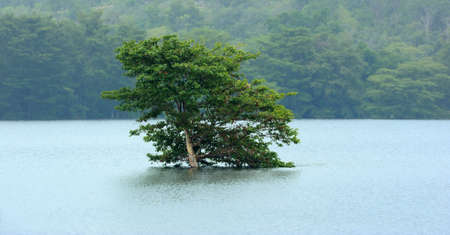 One lonely tree on the banks of a lake in rainの写真素材