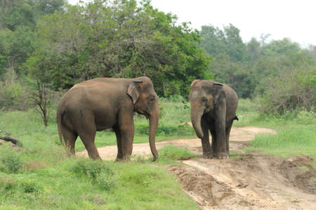 Elephants in National Park, Sri-Lankaの写真素材