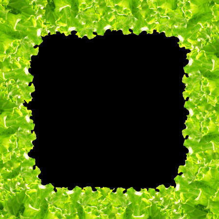 Frash green salad frame on black backgroundの写真素材