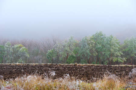 Frost covered trees on a meadowの写真素材