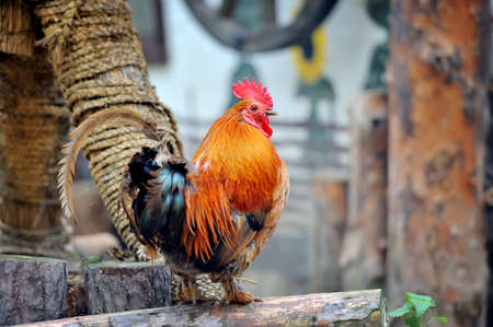 Beautiful Rooster
