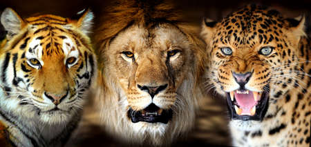 Portrait tiger, lion, leorard on black background
