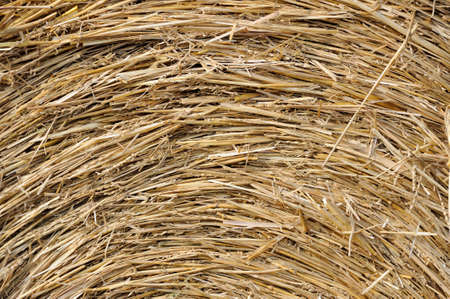 Straw texture background