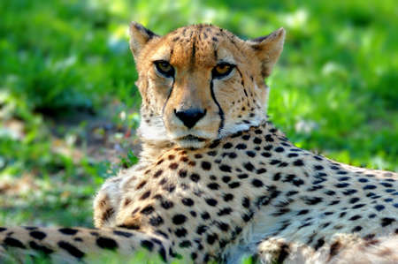 Cheetah in grassの写真素材