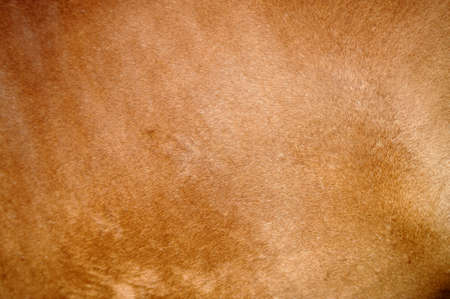 Close-up of textured pelt from a brown horseの写真素材