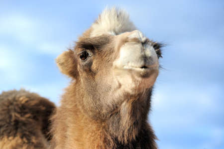Head of a camel on a background of blue sky. Focusing on the eyeの写真素材