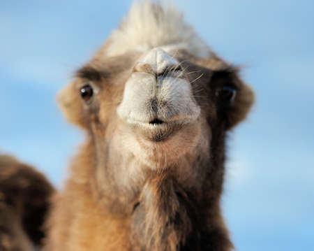 Head of a camel on a background of blue sky. Focusing on the noseの写真素材