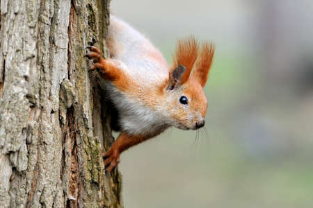 Red squirrel sitting on the tree