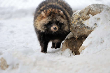 Raccoon Dog (Nyctereutes procyonoides) in snowの写真素材