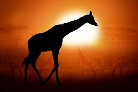 Silhouettes giraffe against the sunset in Africaの写真素材