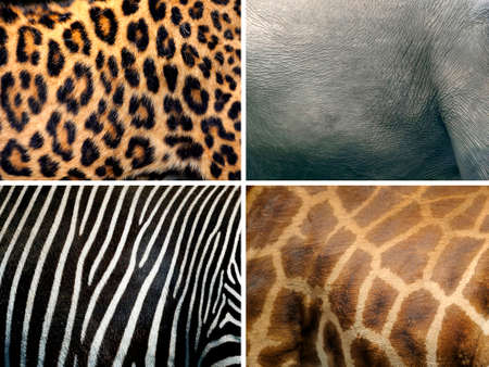 Animal skin texture (leopard, zebra, elephant, giraffe)の写真素材