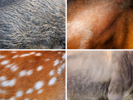 Animal skin texture (wild boar, horse, deer, cow)の写真素材