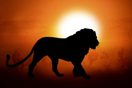Silhouettes lion against the sunset in Africaの写真素材