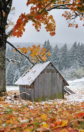 First autumn sudden snowの写真素材
