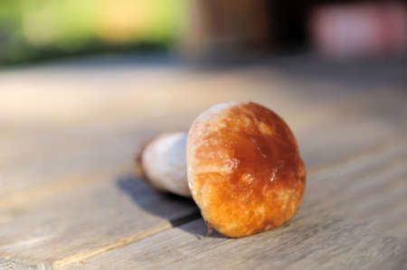 The boletusの写真素材