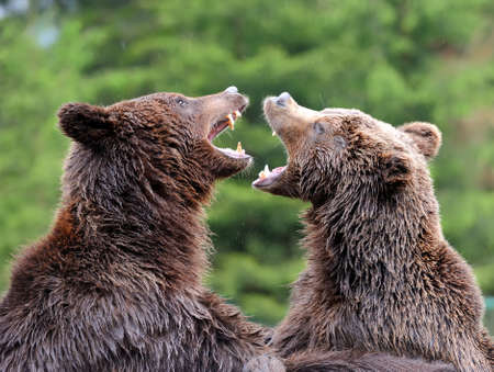 Brown bear in forest after rainの写真素材