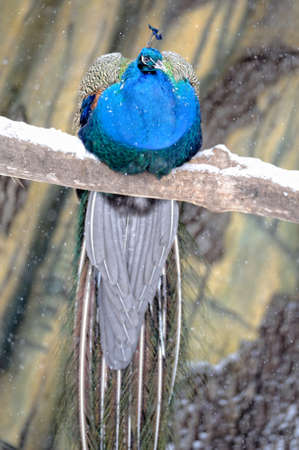 Beautiful peacock on brange in winterの写真素材