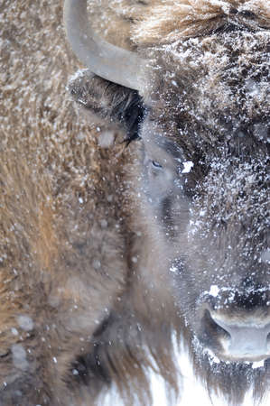 Bison winter day in the snow