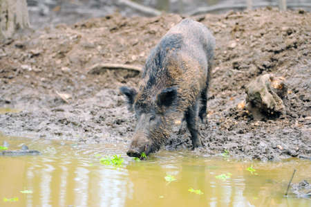 Wild boar